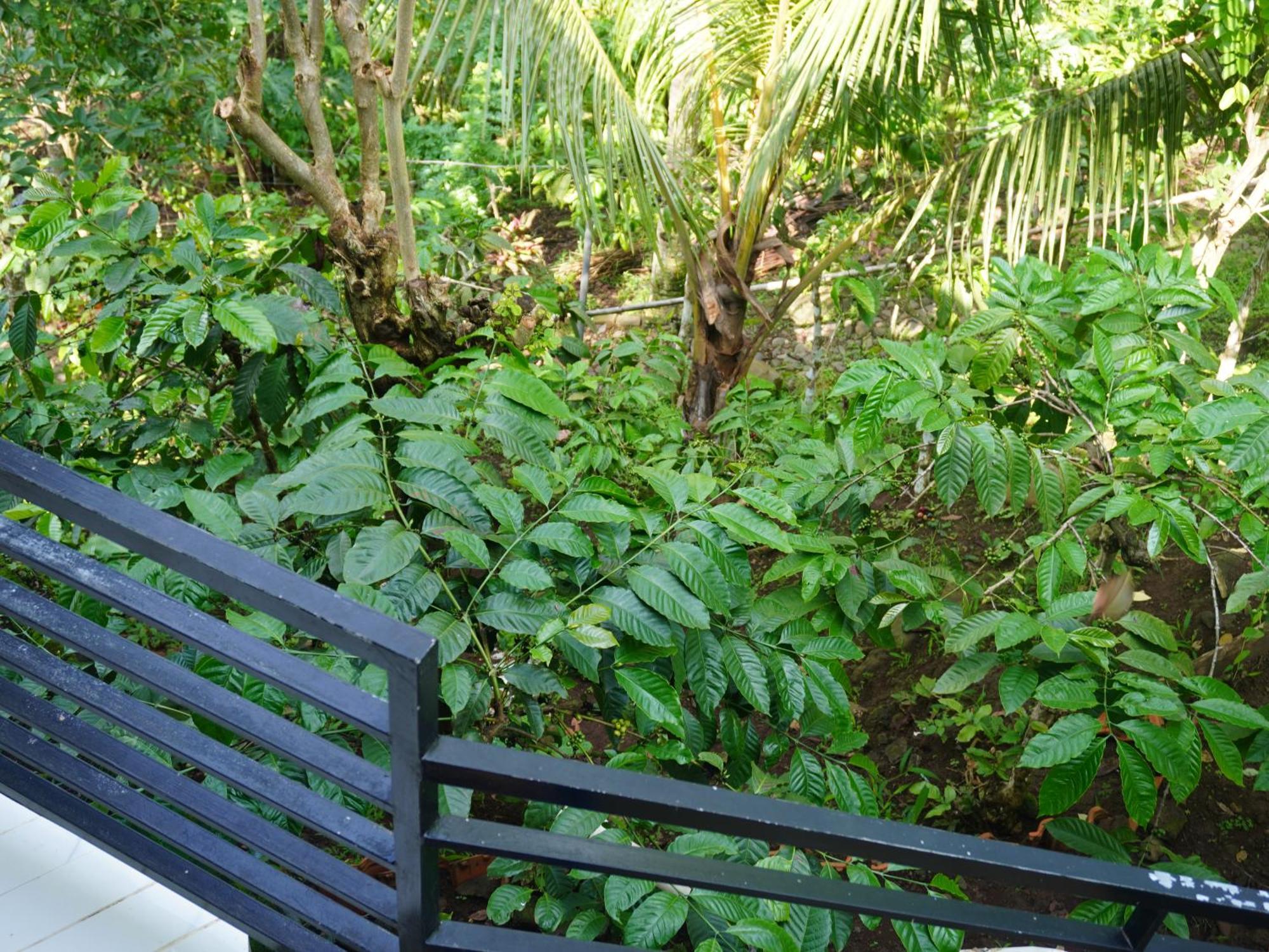 Rumah pedesaan Peno Coffee House Banyuwangi (East Java)